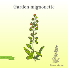 Reseda or Mignonette, aromatic and medicinal plant