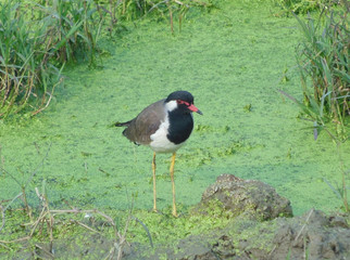 Red-wattled lapwing near lake in natural habitat front view