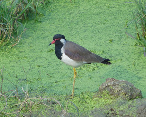 Red-wattled lapwing near lake in natural habitat