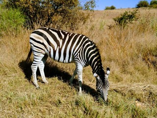 Zebra
