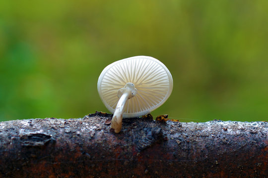 mucidula mucida mushroom