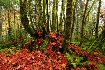 a picture of an Pacific Northwest forest with Vine maple trees