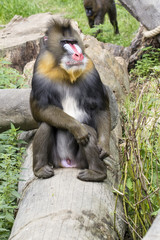 Baboon male.