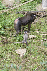 The female baboon.