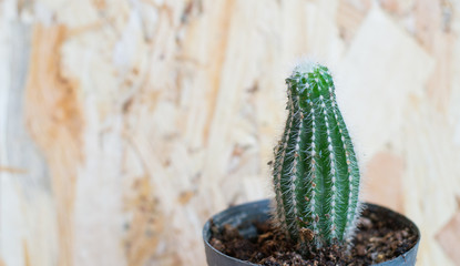 cactus in plastic cup with plywoods background