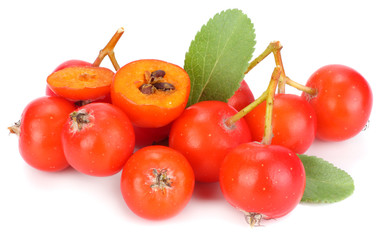 red rowan berries with green leaf isolated on white background. macro