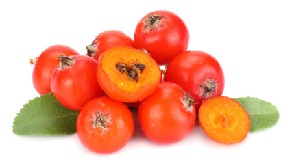 red rowan berries with green leaf isolated on white background. macro