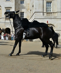 An angry frightened horse. © paulbriden