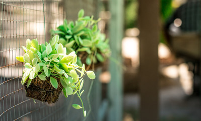 ornamental plants  hanging  on the fences