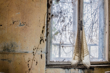 fenster und pflanzen