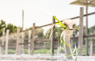 hungry ostrich face close up backgrounds
