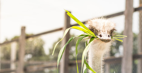 hungry ostrich face close up backgrounds