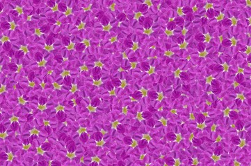 purple asystasia gangetica flower pattern background