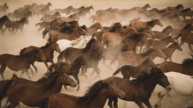 Horses run gallop in dust