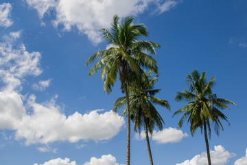 tree coconut the garden with blue Cloud sky background
