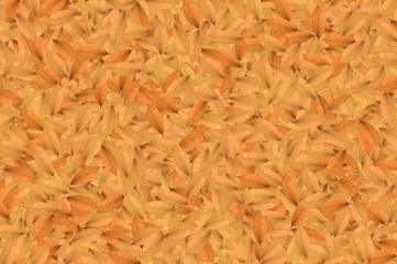 dry leaves pattern background