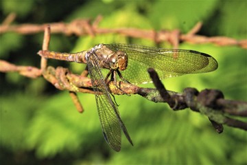 Dragonfly on Barbed-wire