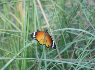Red Black wing beautiful butterfly sitting on grass