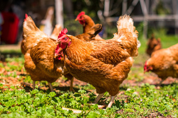 Hen or chicken running free range