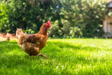 Fototapeten Freilandhaltung von Henne oder Huhn © stevew_photo