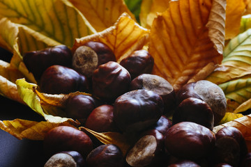 Chestnuts on a yellow leaves