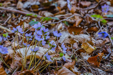 lila fruehlingsblumen