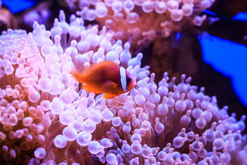 Amphiprion (Western clownfish (Ocellaris Clownfish, False Percula Clownfish)) is in anemone....