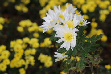 黄色い菊背景の白い菊
