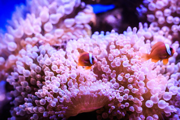 Amphiprion (Western clownfish (Ocellaris Clownfish, False Percula Clownfish)) is in anemone. Thailand. - obrazy, fototapety, plakaty