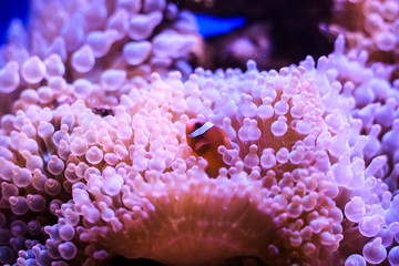 Amphiprion (Western clownfish (Ocellaris Clownfish, False Percula Clownfish)) is in anemone. Thailand.