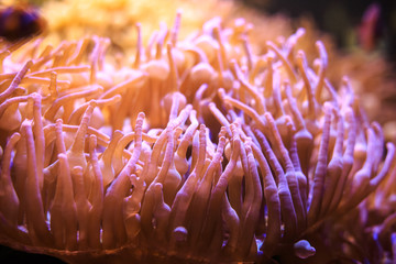 Naklejka na ściany i meble Anemone with clownfish, Thailand underwater