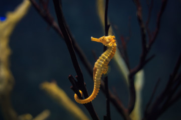 seahorse. Thailand underwater