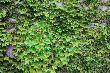 Green leaves of grapes on a stone wall as background