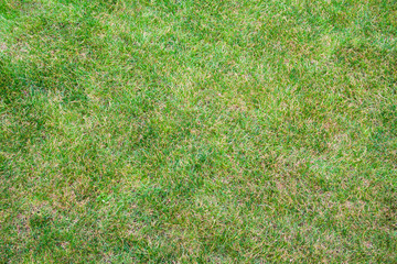 Green grass texture