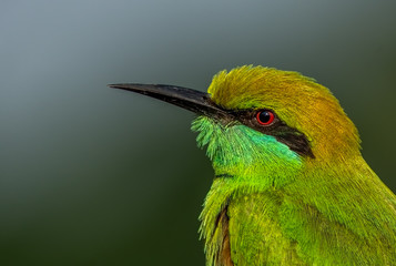 Close up of a green bee eater bird