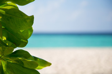 Green plants in front of a beach