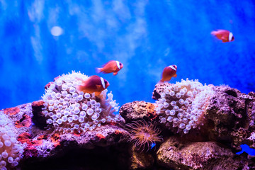 Amphiprion (Western clownfish (Ocellaris Clownfish, False Percula Clownfish)) is in anemone....
