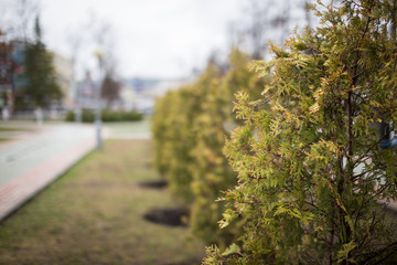 thuja tree