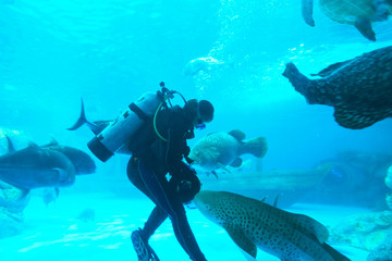 Fototapeta premium Fish in Aquarium