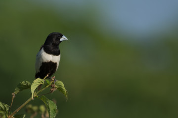 Tricolor munia bird perched on a tiny tree branch