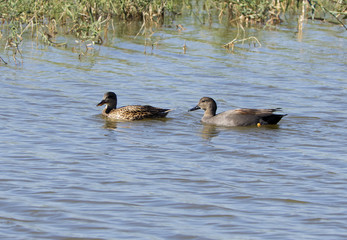 Anas strepera,gadwall,male and female