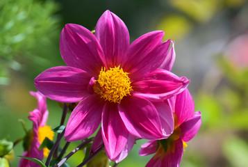 Obraz premium Beautiful pink flower