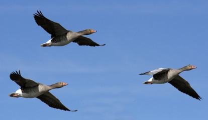 Fototapeta na wymiar greylag gooses in flight