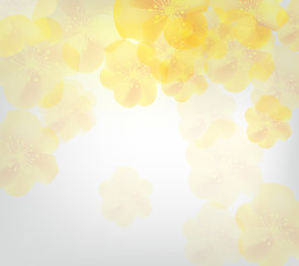 Cherry blossom for Chinese New Year and lunar new year