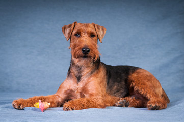 Welsh terrier at studio