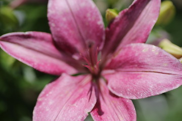 Flower macro