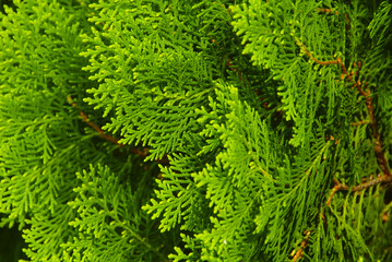Green Pine Leaves