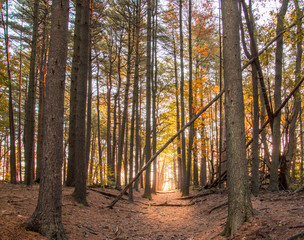 Fototapeta premium Prosser Pines