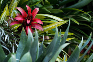 Blooming bromelia flower. Close view of red bromelia flower. Tropical flower on a background of green leaves