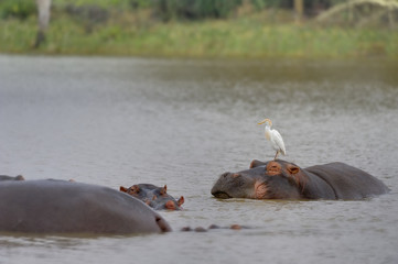 Cattle egret (Bubulcus ibis) feeding off parasites attracted to a pod of Hippopotamus (Hippopotamus...